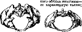 Pelvis: figure 17 from the 1928–1936 encyclopedia article