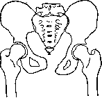 Pelvis: figure 11 from the 1928–1936 encyclopedia article