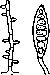 Dermatophytes: figure 2 from the 1928–1936 encyclopedia article
