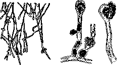 Dermatophytes: figure 1 from the 1928–1936 encyclopedia article