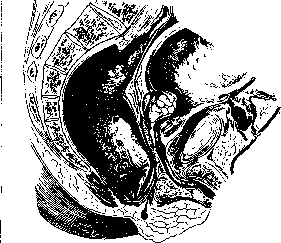 Prostate Gland: figure 10 from the 1928–1936 encyclopedia article