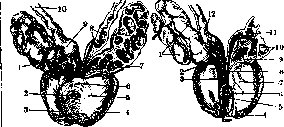 Prostate Gland: figure 3 from the 1928–1936 encyclopedia article
