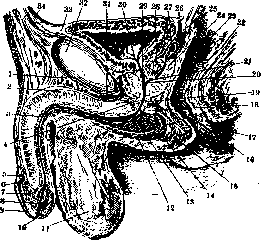 Prostate Gland: figure 1 from the 1928–1936 encyclopedia article