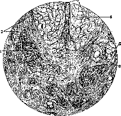 Clitoris: figure 2 from the 1928–1936 encyclopedia article