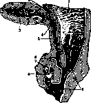 Clitoris: figure 5 from the 1928–1936 encyclopedia article