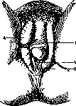 Clitoris: figure 3 from the 1928–1936 encyclopedia article