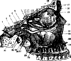 Oculomotorius Nervus: figure 2 from the 1928–1936 encyclopedia article