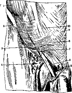 Inguinal Region: figure 10 from the 1928–1936 encyclopedia article