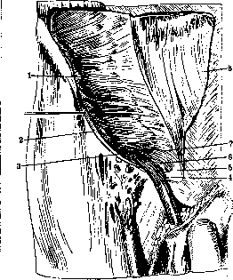 Inguinal Region: figure 8 from the 1928–1936 encyclopedia article
