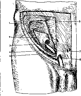 Inguinal Region: figure 12 from the 1928–1936 encyclopedia article