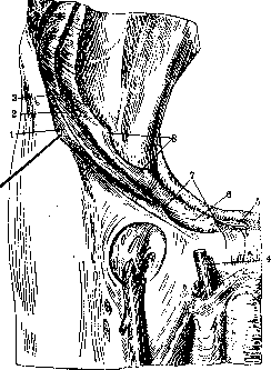 Inguinal Region: figure 11 from the 1928–1936 encyclopedia article