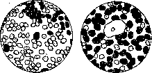 Lochia: figure 1 from the 1928–1936 encyclopedia article