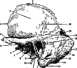 Temporal Bone: figure 1 from the 1928–1936 encyclopedia article