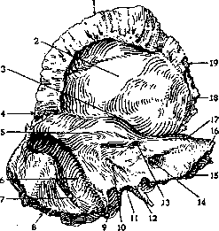 Temporal Bone: figure 2 from the 1928–1936 encyclopedia article