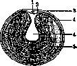 Yolk: figure 1 from the 1928–1936 encyclopedia article