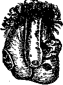 Scrotum: figure 5 from the 1928–1936 encyclopedia article