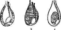 Scrotum: figure 2 from the 1928–1936 encyclopedia article