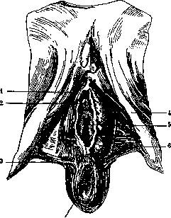 Bartholin's Glands: figure 1 from the 1928–1936 encyclopedia article