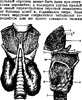 Thyroid Gland: figure 9 from the 1928–1936 encyclopedia article