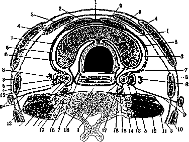 Thyroid Gland: figure 3 from the 1928–1936 encyclopedia article