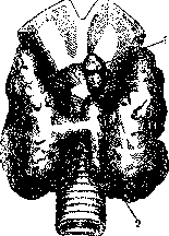 Thyroid Gland: figure 11 from the 1928–1936 encyclopedia article