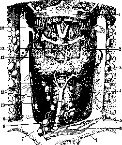 Thyroid Gland: figure 8 from the 1928–1936 encyclopedia article