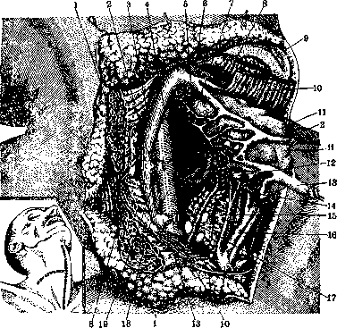 Thyroid Gland: figure 7 from the 1928–1936 encyclopedia article