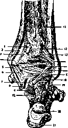 Ankle Joint: figure 6 from the 1928–1936 encyclopedia article