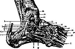 Ankle Joint: figure 5 from the 1928–1936 encyclopedia article
