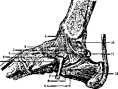 Ankle Joint: figure 4 from the 1928–1936 encyclopedia article