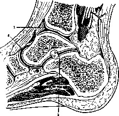 Ankle Joint: figure 1 from the 1928–1936 encyclopedia article