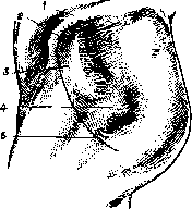 Hip Joint: figure 16 from the 1928–1936 encyclopedia article