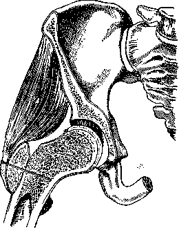 Hip Joint: figure 45 from the 1928–1936 encyclopedia article