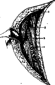 Hip Joint: figure 17 from the 1928–1936 encyclopedia article