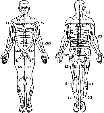 Dermatomes: figure 2 from the 1928–1936 encyclopedia article