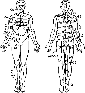 Dermatomes: figure 3 from the 1928–1936 encyclopedia article