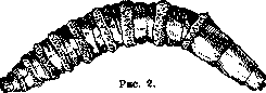 Gastrophilus Equi: figure 2 from the 1928–1936 encyclopedia article