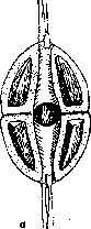 Trachelotomy: figure 2 from the 1928–1936 encyclopedia article