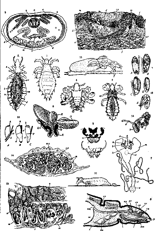 Vuzin and Lice: figure 1 from the 1928–1936 encyclopedia article