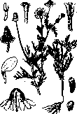 Rollier, Auguste; Romanovsky, Dmitry Leonidovich: figure 1 from the 1928–1936 encyclopedia article
