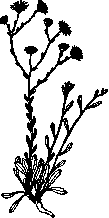 Grignard Reaction: figure 1 from the 1928–1936 encyclopedia article