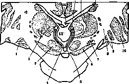 Subthalamic Region: figure 2 from the 1928–1936 encyclopedia article