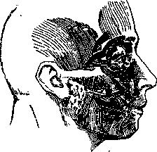 Facial Nerve (facial nerve, the seventh pair of cranial): figure 5 from the 1928–1936 encyclopedia article