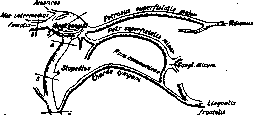 Facial Nerve (facial nerve, the seventh pair of cranial): figure 2 from the 1928–1936 encyclopedia article