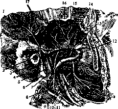 Temporal Region (regio temporalis, has boundaries that precisely): figure 1 from the 1928–1936 encyclopedia article