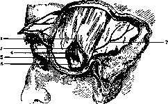 Temporal Region (regio temporalis, has boundaries that precisely): figure 4 from the 1928–1936 encyclopedia article
