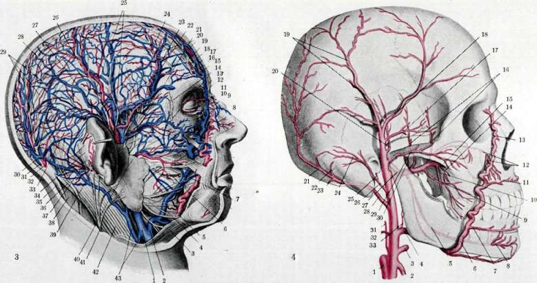 Temporal Region (regio temporalis, has boundaries that precisely): figure 3 from the 1928–1936 encyclopedia article