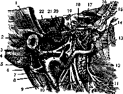 Temporal Region (regio temporalis, has boundaries that precisely): figure 2 from the 1928–1936 encyclopedia article