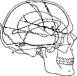Cerebro-Cranial Topography: figure 10 from the 1928–1936 encyclopedia article