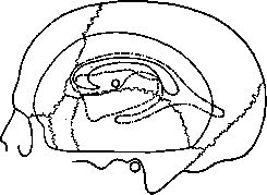 Cerebro-Cranial Topography: figure 11 from the 1928–1936 encyclopedia article